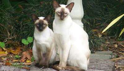Deux chats Siamois seal point