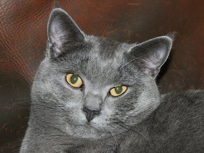 Chartreux chat santé robuste