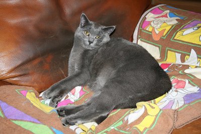 Chartreux alimentation croquettes premium
