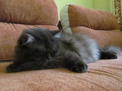 British Longhair morphologie pelage long
