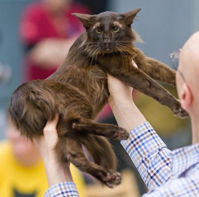 British Longhair caractère doux