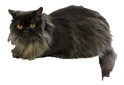 British Longhair santé robuste
