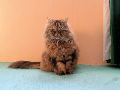 British Longhair alimentation