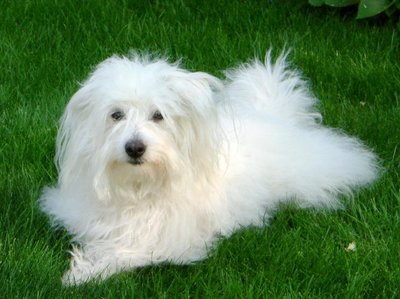 Coton de Tuléar morphologie pelage blanc