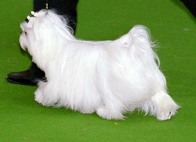 Coton de Tuléar caractère joyeux