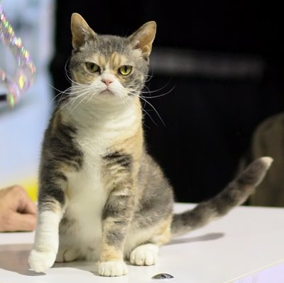 American Wirehair morphologie pelage frisé