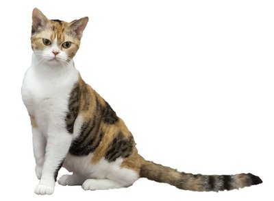 American Wirehair santé robuste