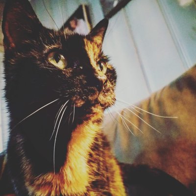 American Wirehair alimentation