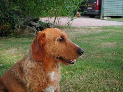 Basset Fauve de Bretagne caractère