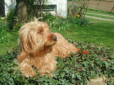 Basset Fauve de Bretagne santé