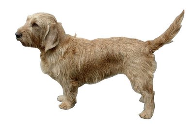 Basset Fauve de Bretagne alimentation