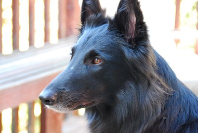 Groenendael noir au regard vif