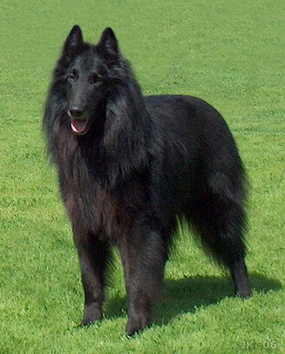 Berger Belge Groenendael en mouvement