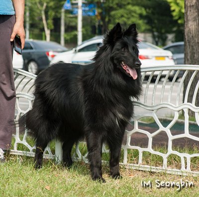Portrait de Groenendael au pelage soyeux