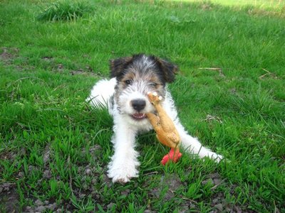 Fox-Terrier à Poil Dur en extérieur