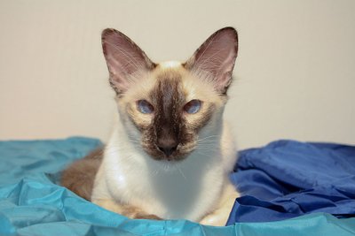 Chat Balinais élégant