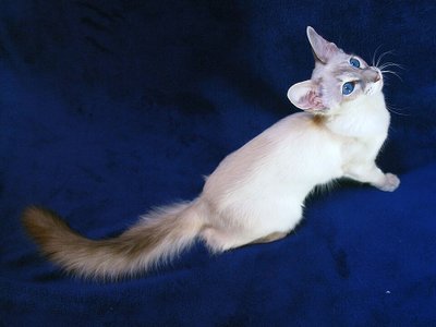 Balinais aux yeux bleus