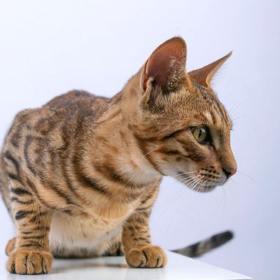 Bengal - Les origines du Bengal