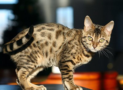 Bengal aux rosettes léopard