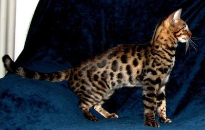 Bengal en mouvement