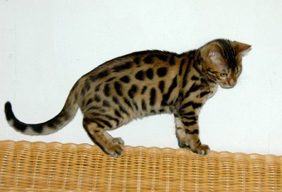 Portrait de chat Bengal