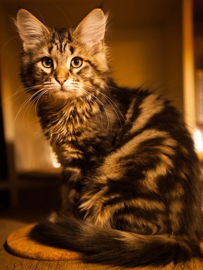 Portrait de Sibérien