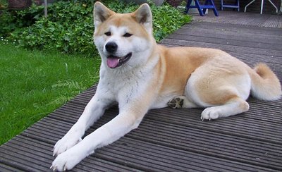 Akita Américain en extérieur