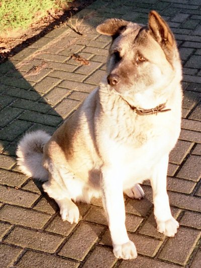 Akita Américain au pelage bringé