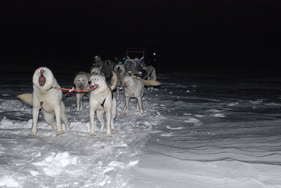 Alaskan Husky morphologie
