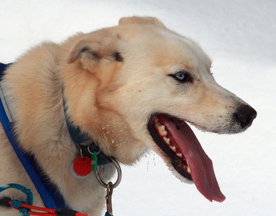 Alaskan Husky caractère joueur