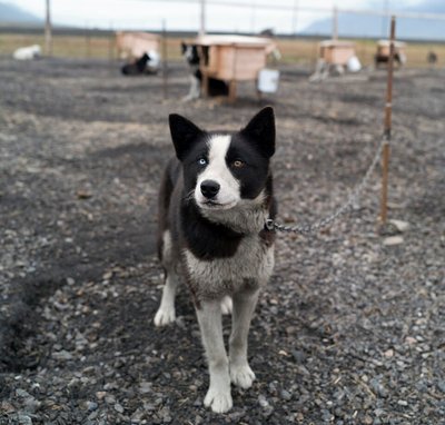 Alaskan Husky santé robuste