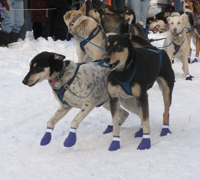 Alaskan Husky alimentation