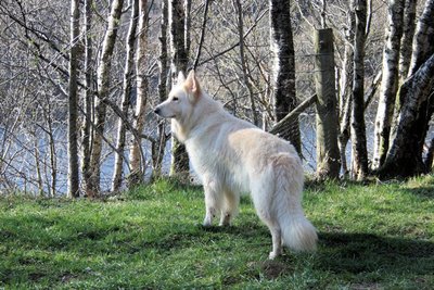 Altdeutscher Schäferhund morphologie