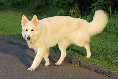 Altdeutscher Schäferhund caractère