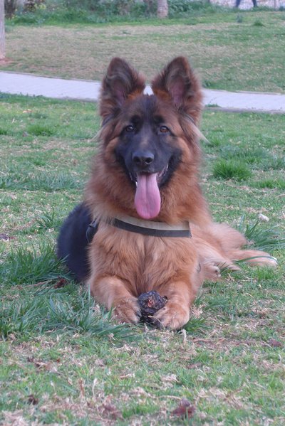 Altdeutscher Schäferhund alimentation
