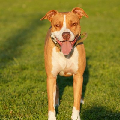 American Pitbull Terrier - Morphologie de l'American Pitbull Terrier