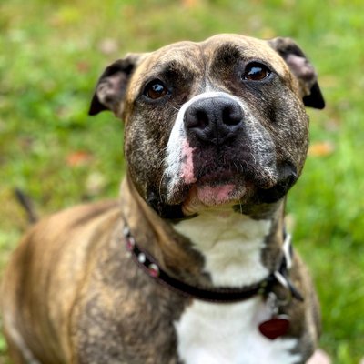 American Pitbull Terrier - Alimentation de l'American Pitbull Terrier