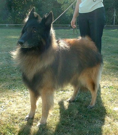 Berger Belge Tervueren morphologie