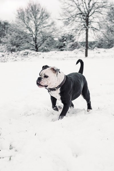 Morphologie et apparence du Bulldog Continental