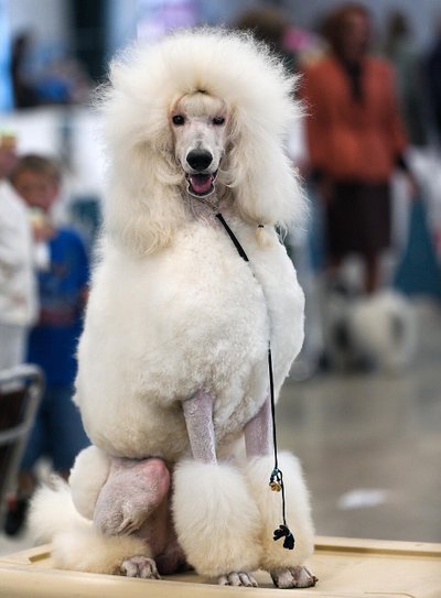 Caniche blanc élégant en extérieur