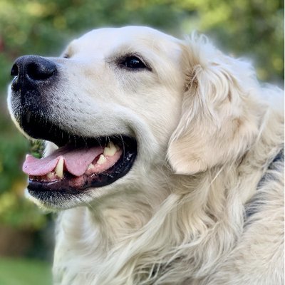 Golden Retriever - photo 8