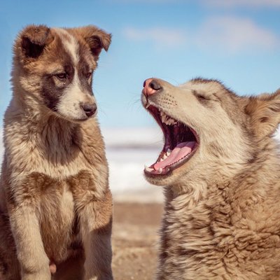 Origines et histoire du Chien du Groenland