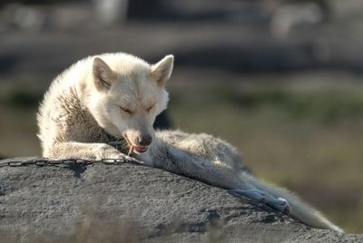 Morphologie et apparence du Chien du Groenland