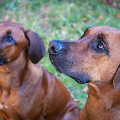 Origines et histoire du Rhodesian Ridgeback