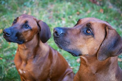Morphologie et apparence du Rhodesian Ridgeback