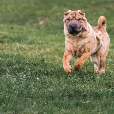Origines et histoire du Shar Pei