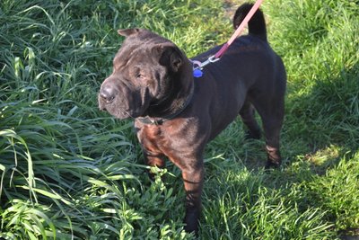Santé et entretien du Shar Pei