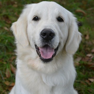 Golden Retriever - photo 11