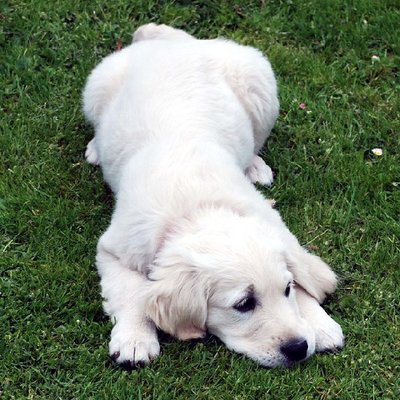 Golden Retriever - photo 10