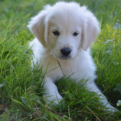 Golden Retriever - photo 9